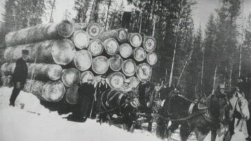 Draft horses Early 20th Century