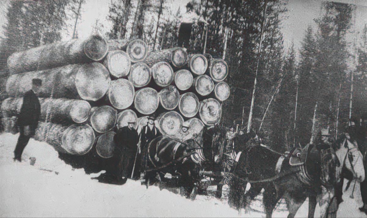 Draft horses Early 20th Century