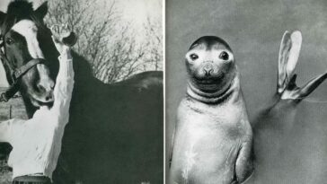 Vintage Humorous photos