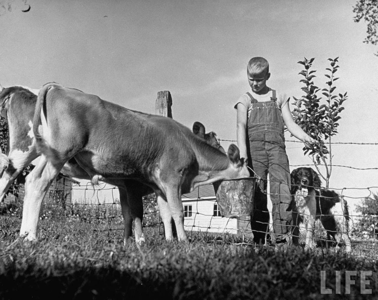 Dunk waits patiently while Larry feeds calves.