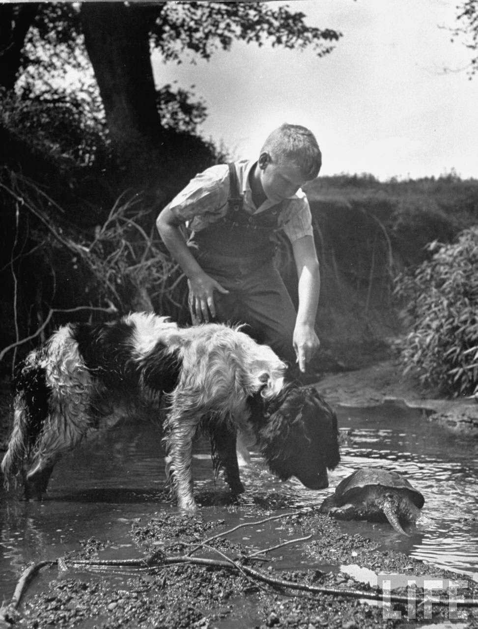 Turtles are among many wonderful discoveries.