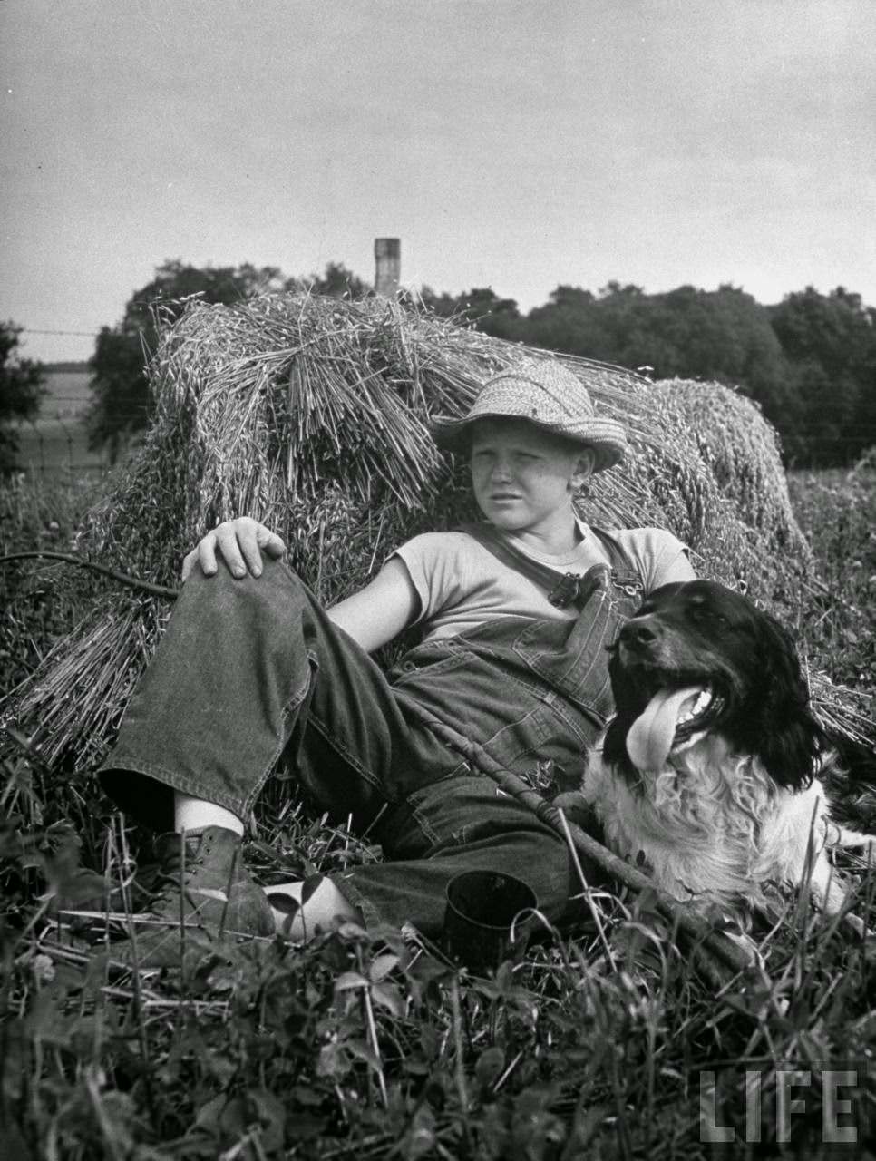 All tired out, they rest against an oat shock.