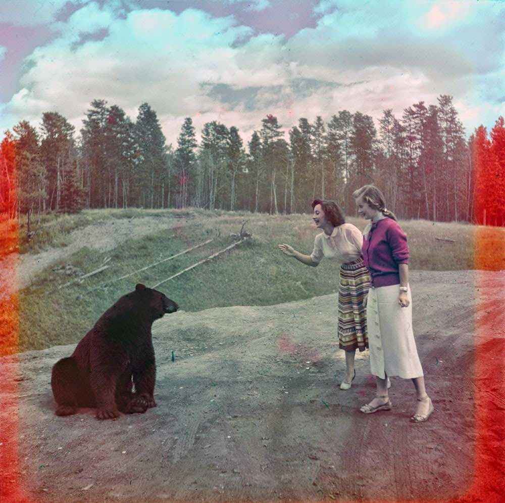 Women coming stupidly, horrifyingly close to a black bear, 1951.