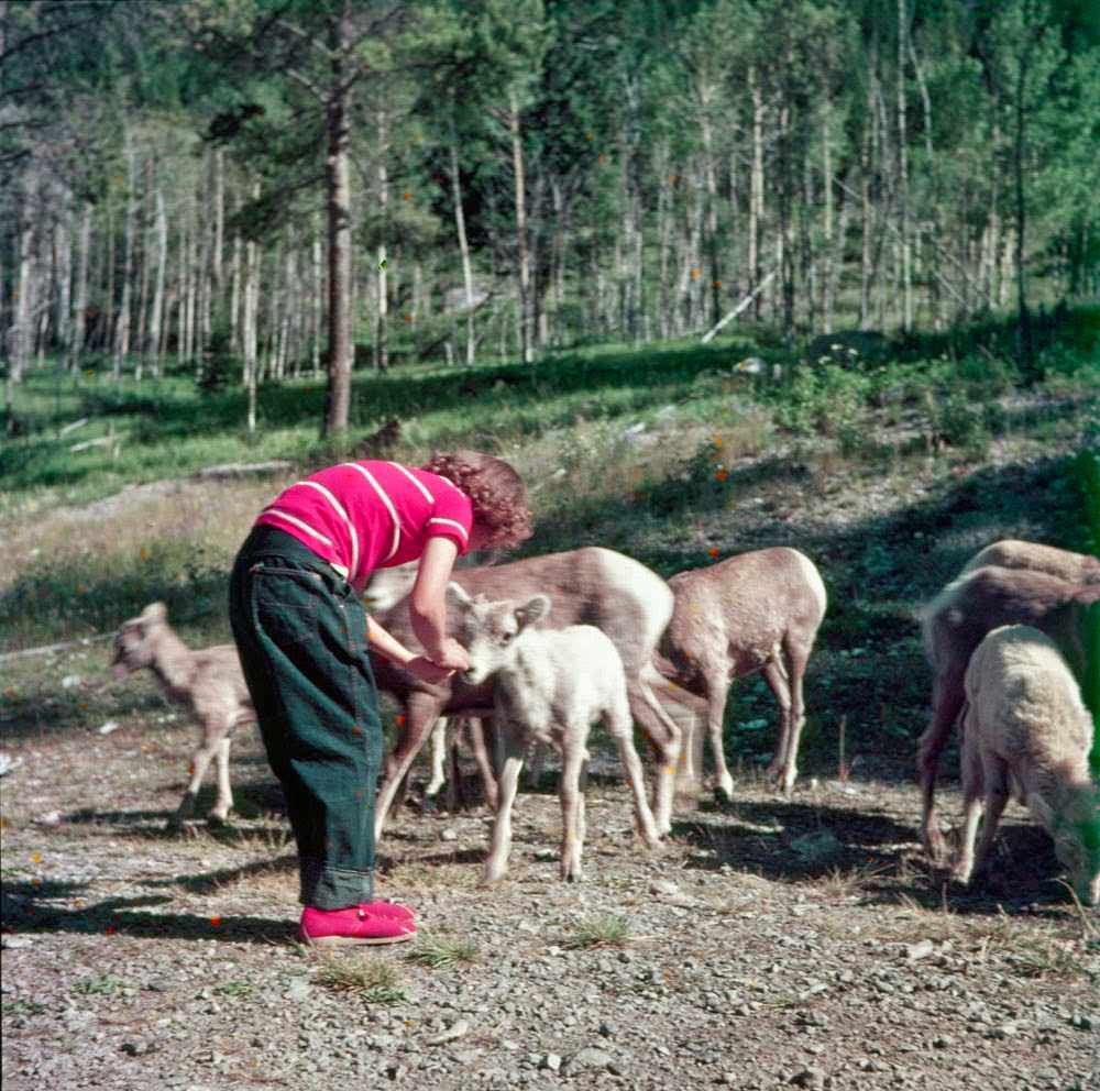 A child feeding mountain sheep on the Banff-Lake Louise road, 1952.
