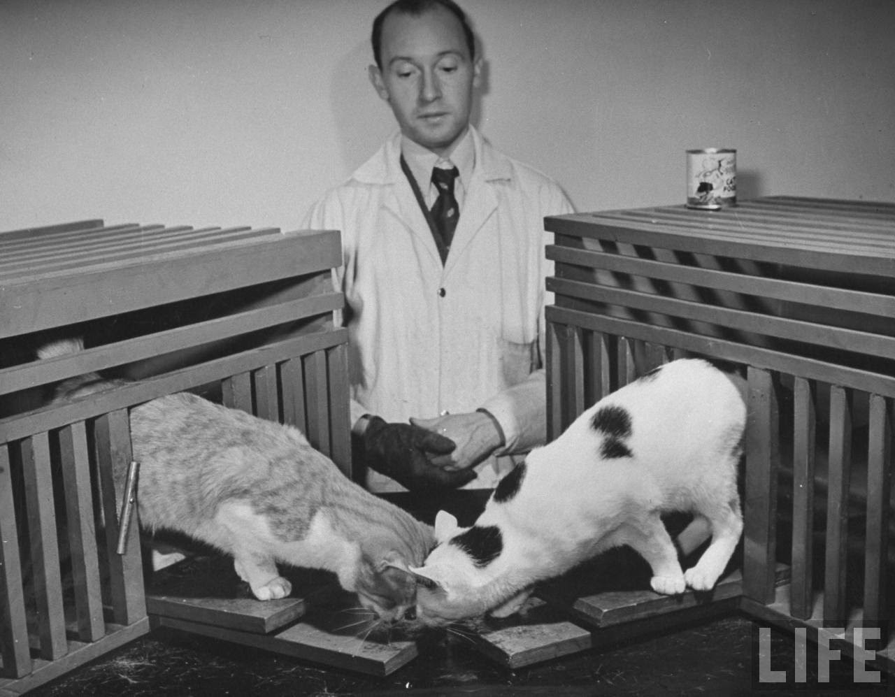 Scientists conducting psychology testing on cats at Brooklyn College.
