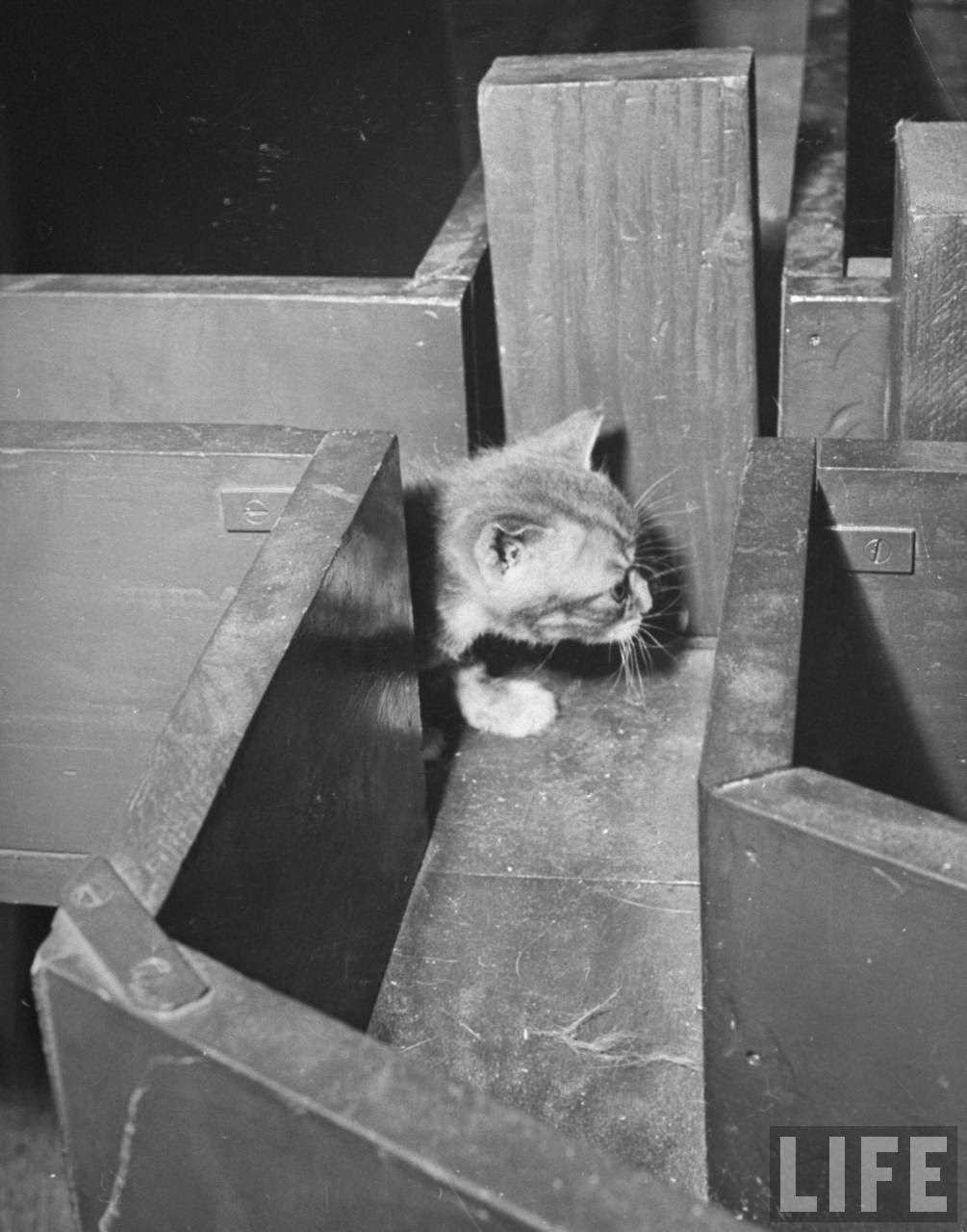 Kitten walking through a maze during psychological testing at Brooklyn College.