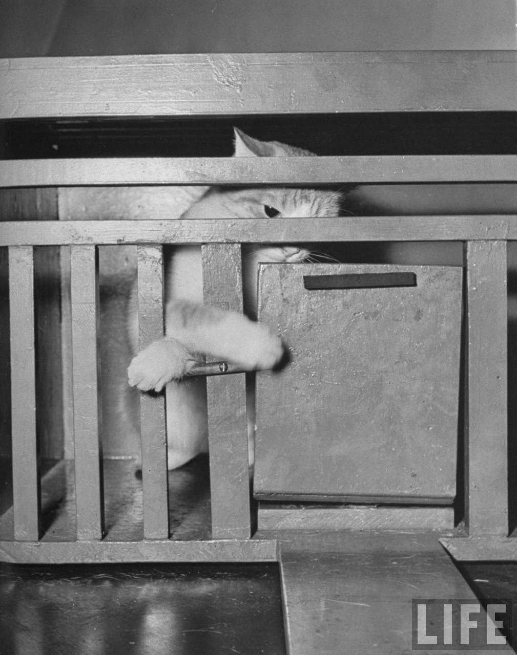 Cat trying to open cage during psychological testing at Brooklyn College.