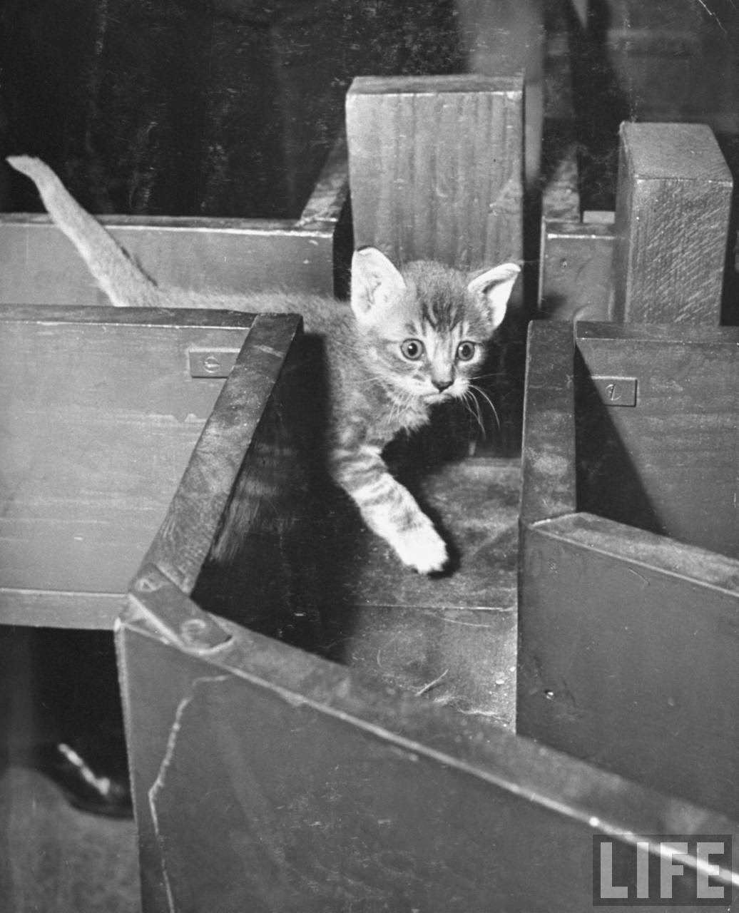Kitten walking through a maze during psychological testing at Brooklyn College.