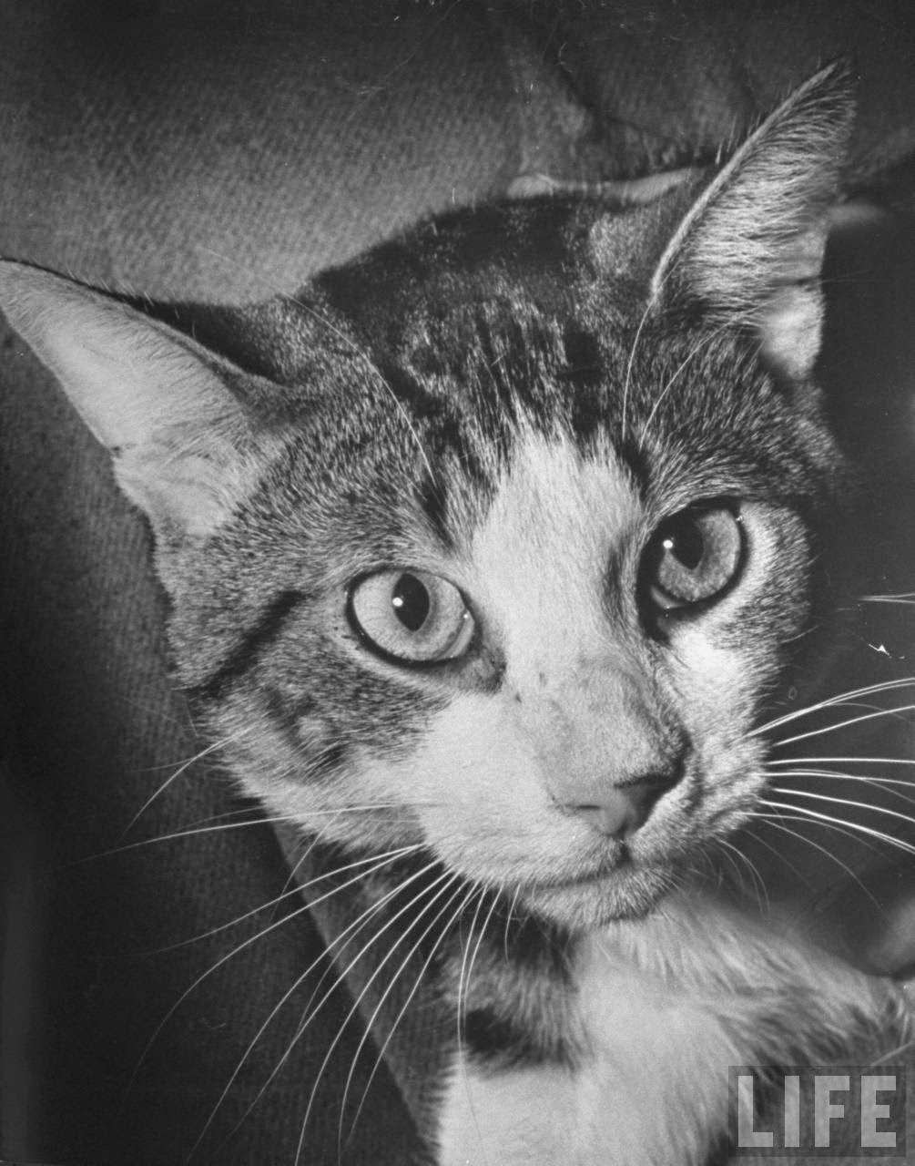 Cat being used by scientists conducting psychology testing at Brooklyn College.