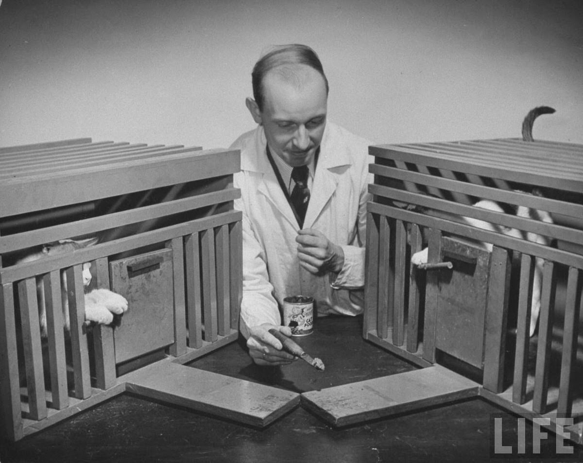 Scientists conducting psychology testing on cats at Brooklyn College.