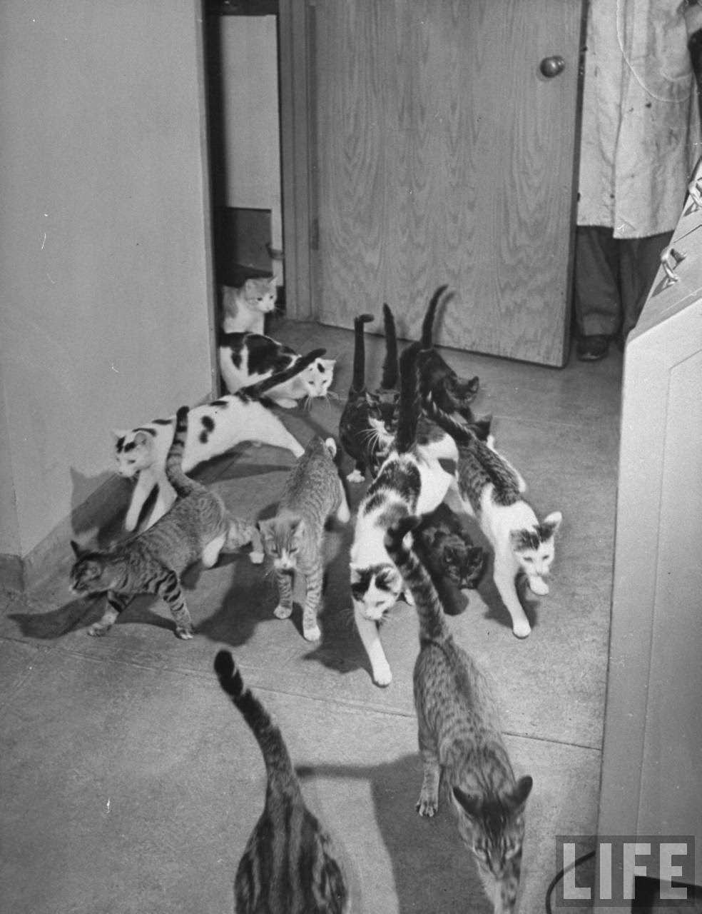 Cats running into a room under observation of scientists conducting psychology testing at Brooklyn College.