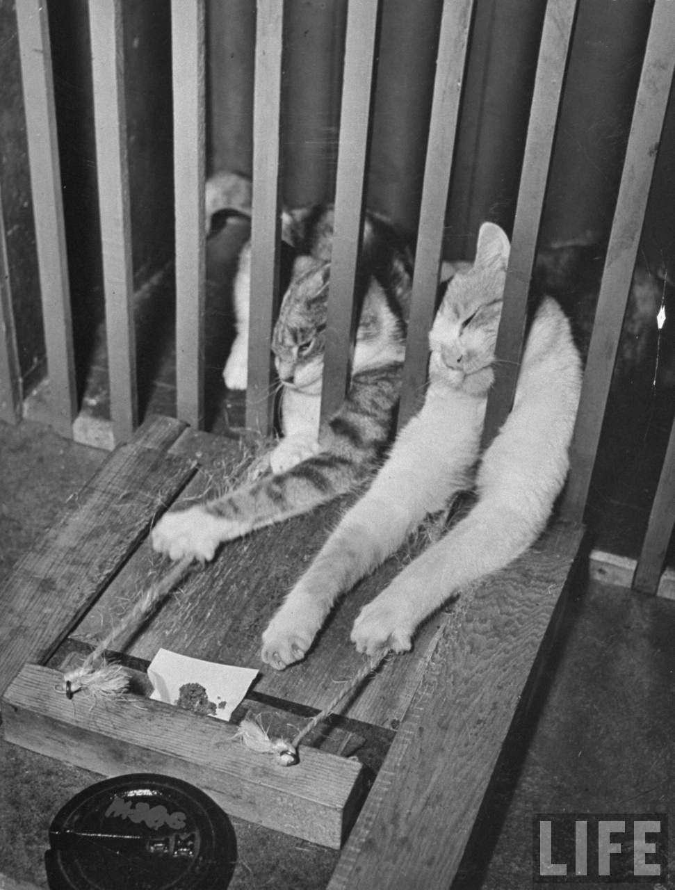 Cats trying to reach food during psychological testing at Brooklyn College.