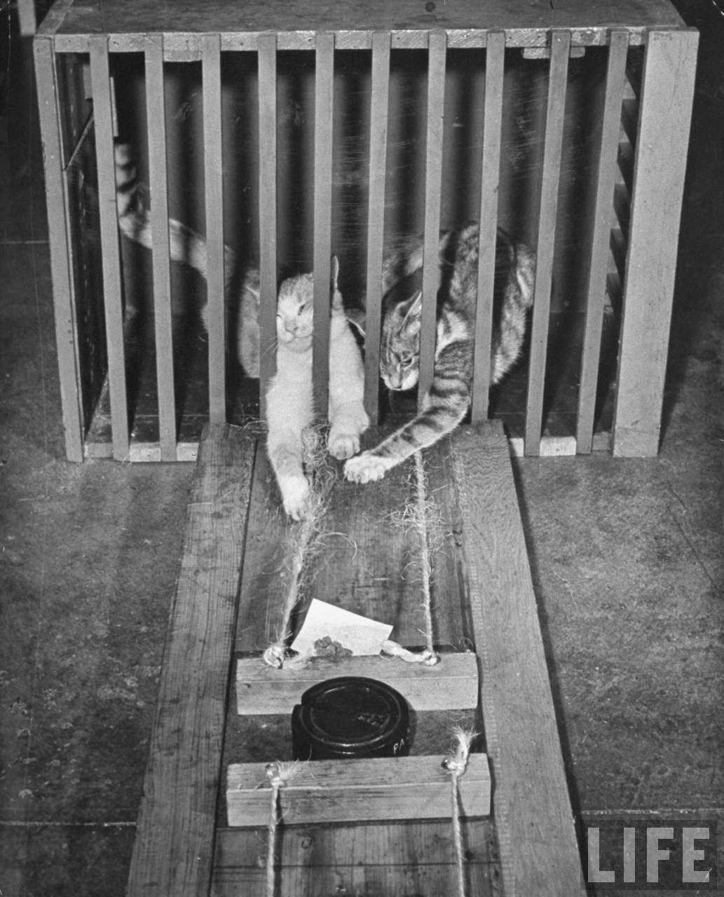 Cats trying to reach food during psychological testing at Brooklyn College.