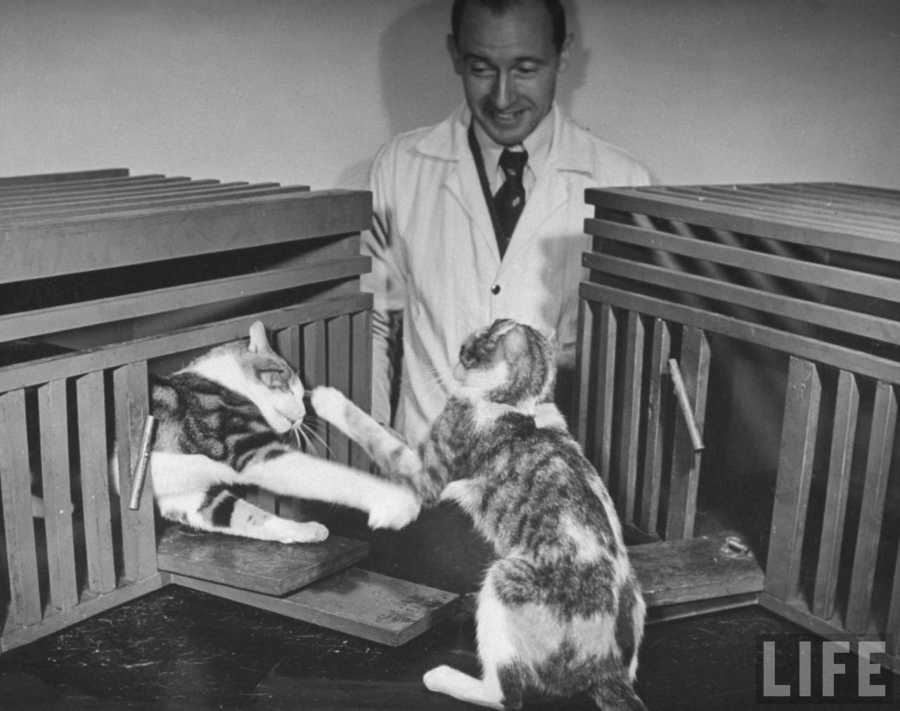 Scientists conducting psychology testing on cats at Brooklyn College.