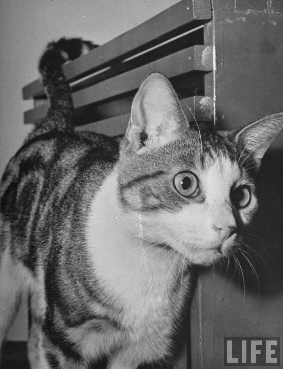 Cat being used by scientists conducting psychology testing at Brooklyn College.