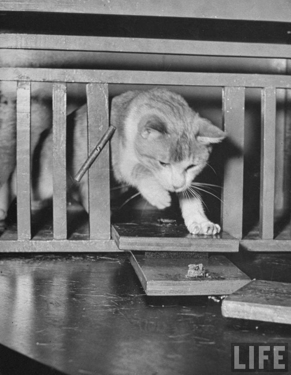 Cat trying to reach food during psychological testing at Brooklyn College.