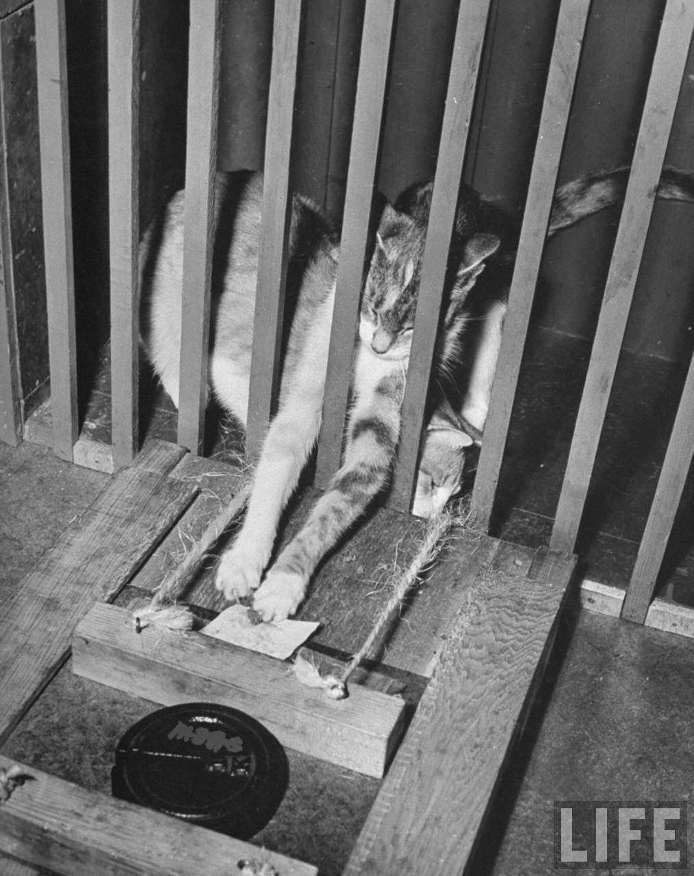 Cats trying to reach food during psychological testing at Brooklyn College.