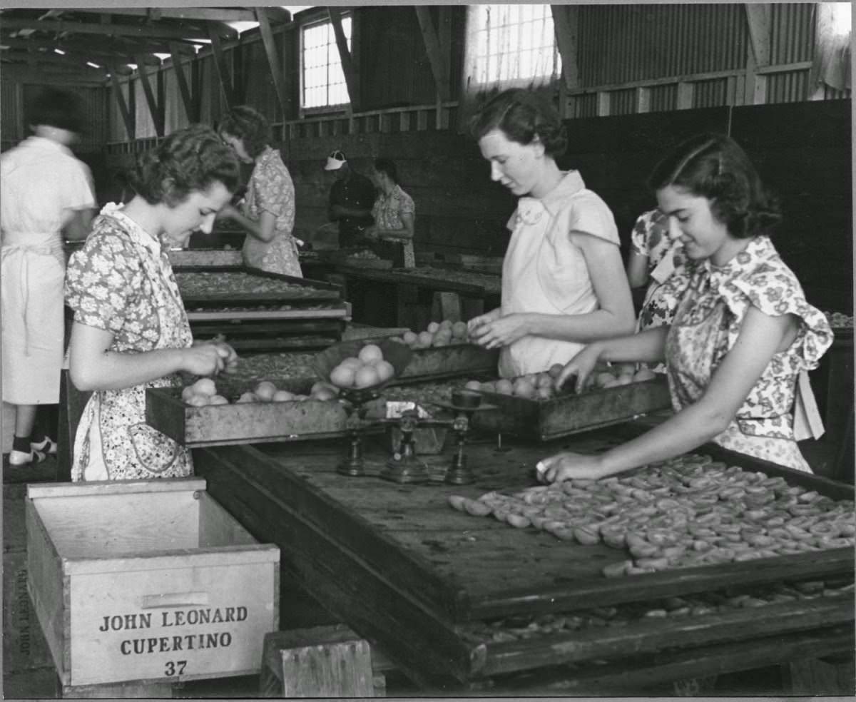 The region by 1939 had 18 canneries, 13 dried-fruit packing houses, and 12 fresh-fruit and vegetable shipping firms