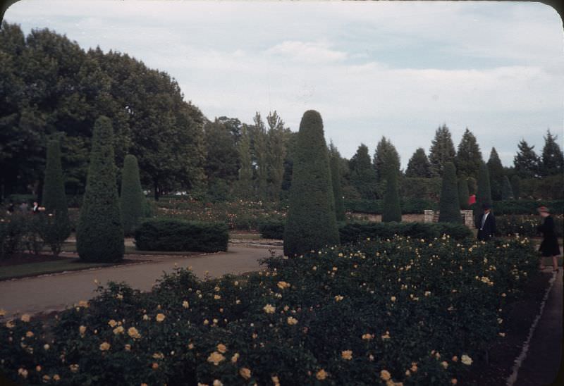 The Tulsa Rose Garden, Oklahoma, 1945