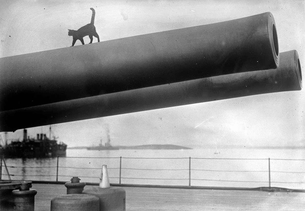 The cat mascot of the HMS Queen Elizabeth walks along the barrel of a 15-inch gun on deck, 1915.