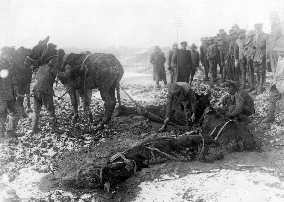 British troops attempt to rescue mules caught and trapped in a sea of mud just behind the front line on the western front in Northern France, February 1918.