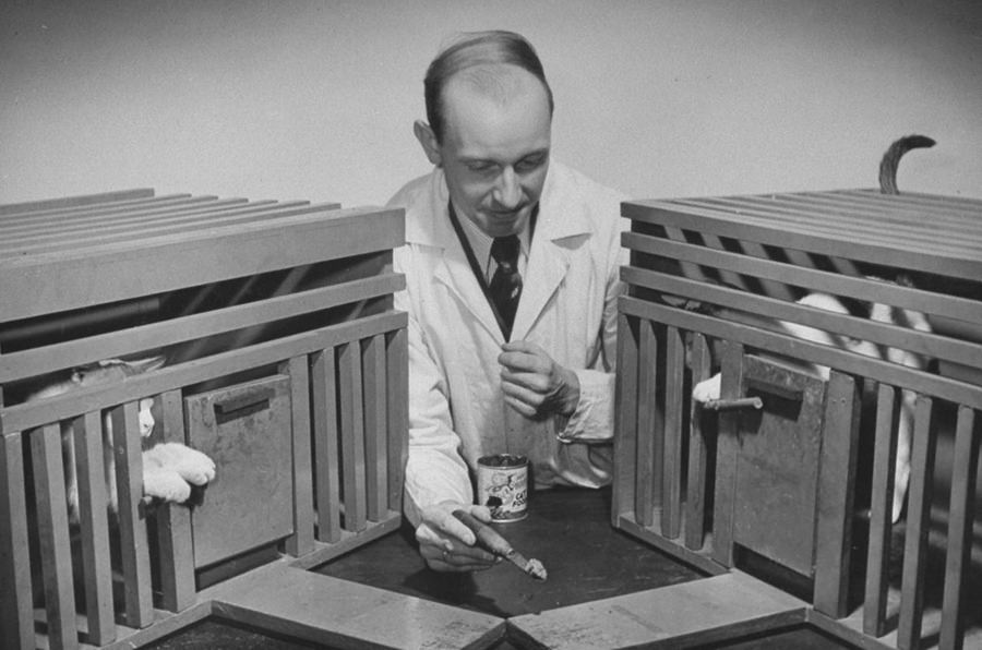 Cats Psychological test 1941