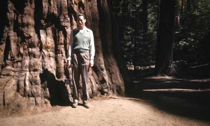 The California Redwoods, 1949