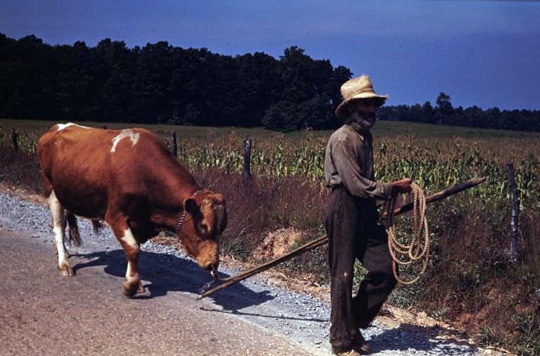 Bull and whiskered leader, Loudoun County, Virginia, 1940