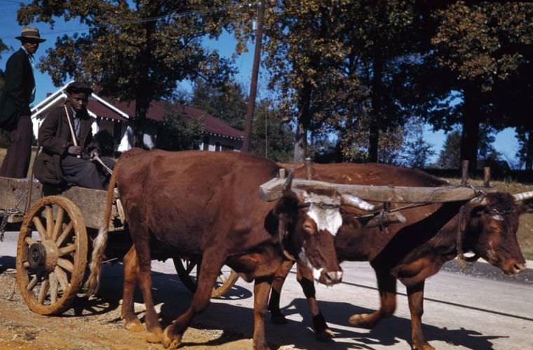 Yoked cattle pull an Alabama Negro's farm wagon, Eutaw, Alabama, 1941