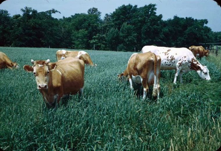 Cows near Bordick, Indiana, 1949