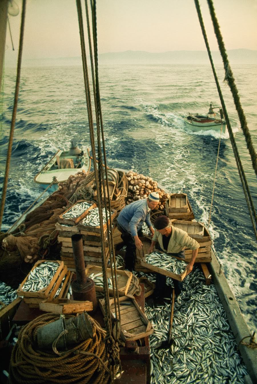 Fishermen loading sardines into crates on the Adriatic Sea, 1970
