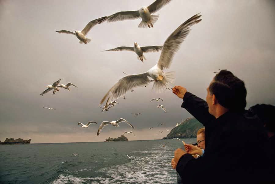 Gulls taking food from travelers on a passenger boat off the Channel Islands, Great Britain, 1971