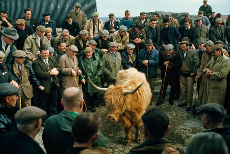Highland cow being bid on at an auction in Scotland, 1970