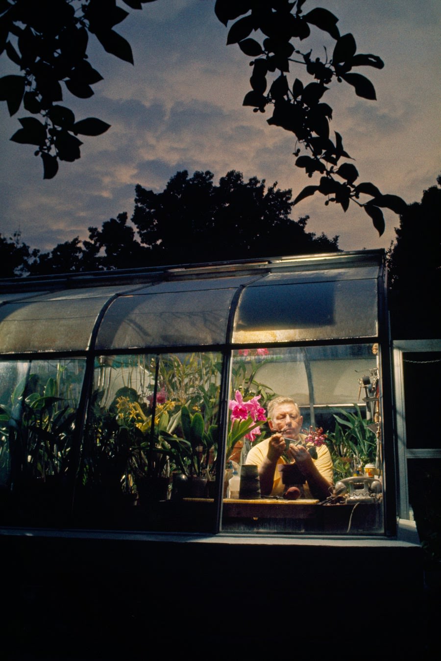 Amateur orchid grower working in his greenhouse in Silver Spring, Maryland, 1971