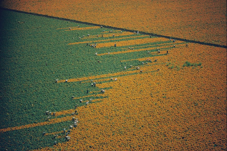 Harvesters picking marigold flowers in Los Mochis, Mexico, 1967