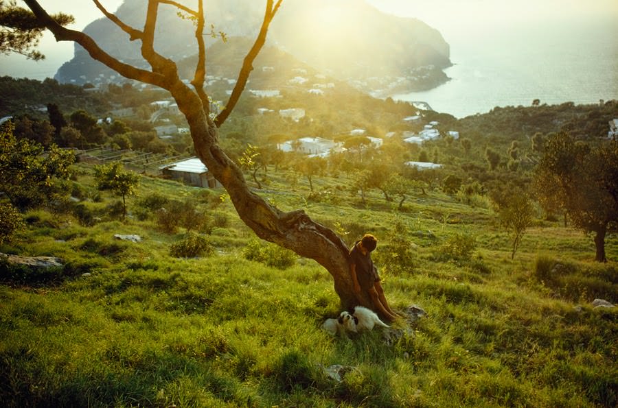 Boy resting with his dogs by a gnarled carob tree in Capri, Italy, 1970
