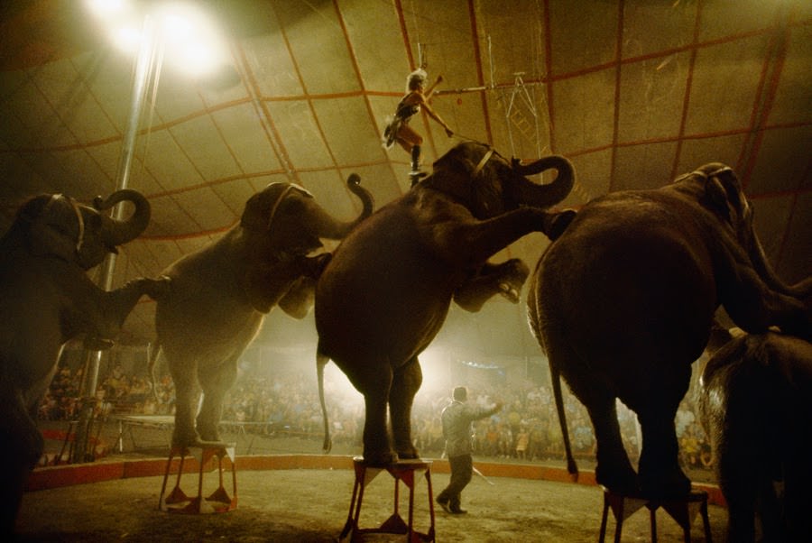 Elephants performing the long mount at the end of a show, 1972