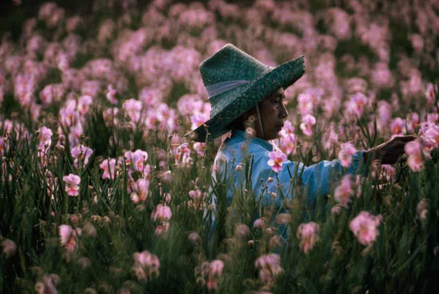 Woman harvesting vanda orchids at a nursery in Hilo, Hawaii, 1975