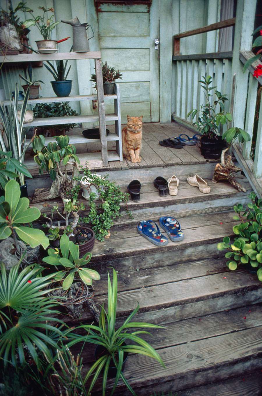 Stairway leading to a house on the North Shore of Oahu, 1979