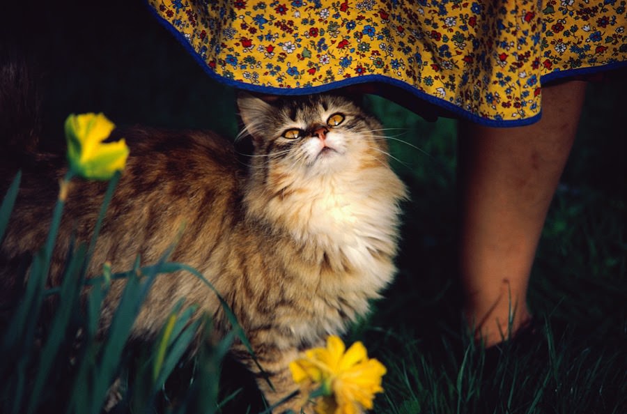 Goldie the pet cat, 1972