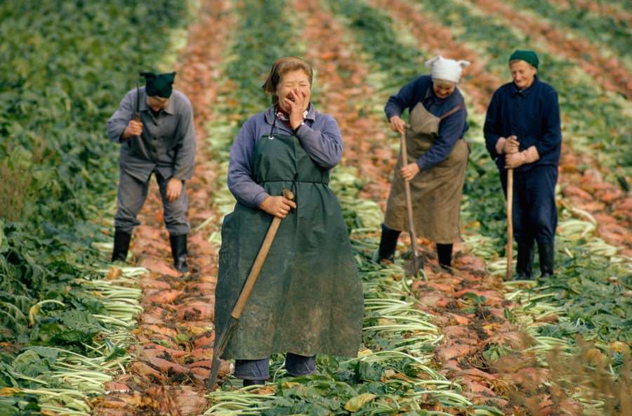 East German women harvesting sugar beets, 1974