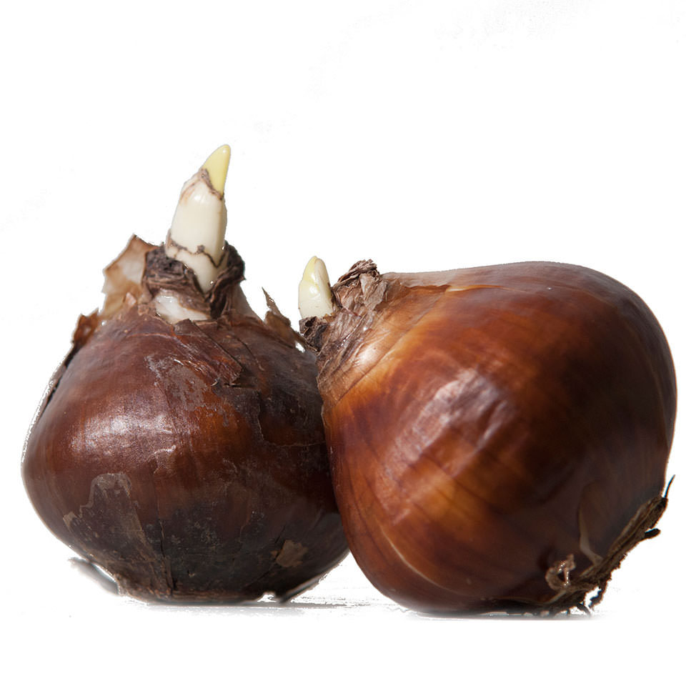She ate Tulip bulbs – Almost starving to death