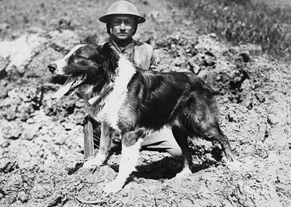 Messenger dog with its handler, in France, during World War I. This collie dog worked as a messenger in the front line under constant gunfire. A scrolled up message can be seen attached to the dogs collar. Dogs were also used in the trenches to kill rats and mice, thereby protecting food supplies. In addition to carrying out messenger duties and various other tasks, a regimental mascot also helped to maintain the troops morale.