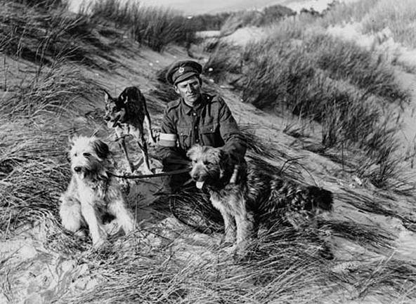 British messenger dogs with their handler, France, during World War I. A British soldier holds three dogs which were trained to carry messages between the lines and command during World War I. Usually the dogs had been strays, so one particular breed of dog could be not preferred. Generally, however, traditional working breeds, such as collies, retrievers, or large terriers, were chosen for messenger work.