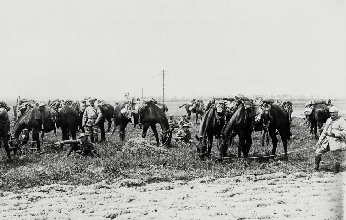 British and French cavalrymen grazing their horses together in France, 1914