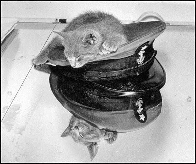 Here is 'Bilgewater', the mascot of the Coast Guard Academy, circa 1944. He's modeling the new wartime grey cadet uniform.