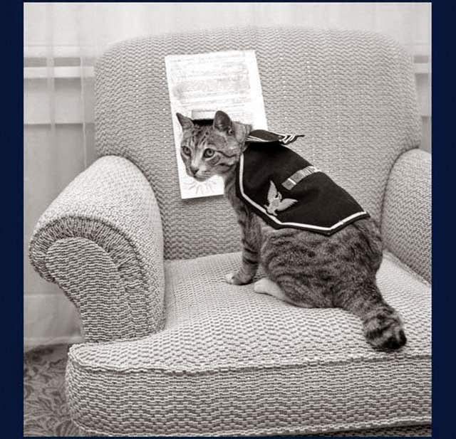 War Veteran - 'Pooli', who rates three service ribbons and four battle stars, shows she can still get into her old uniform as she prepares to celebrate her 15th birthday. The cat served aboard an attack transport during World War II. Los Angeles, 1959.