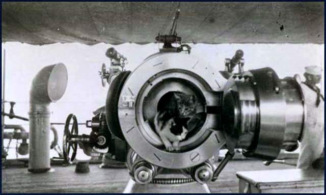 Two cats pose in the breech of a 4" caliber naval gun of an unidentified ship prior to World War One.