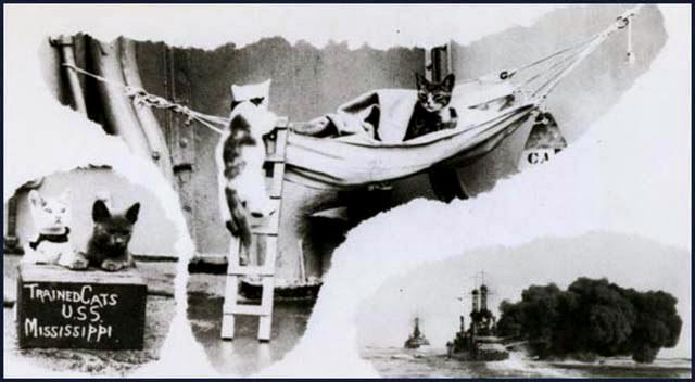 The cats of the USS Mississippi climb ladders to enter their hammock, ca 1925. The Mississippi was involved in several fierce battles in the Pacific during World War Two and was hit by kamikazes twice. It survived to be among the ships in Tokyo Bay that witnessed Japan's surrender.