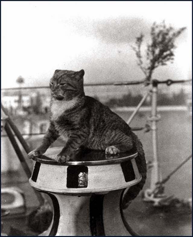 USS Flusser cat 'Wockle' on the capstan in Venice, Italy, 1924-25.